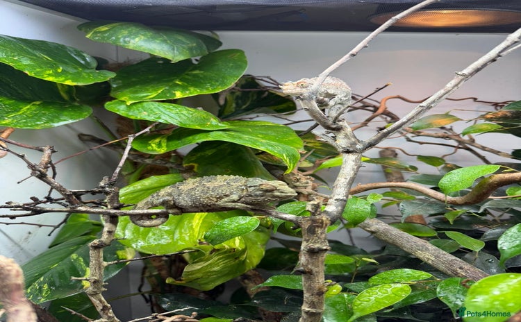 Chameleon reptiles in Plymouth - Advert 16
