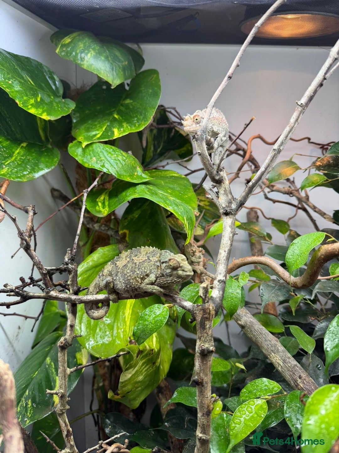 Chameleon reptiles for sale: 6 month old Jackson chameleon  in Plymouth - Image 1