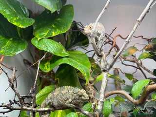 Chameleon reptiles in Plymouth - Advert 1