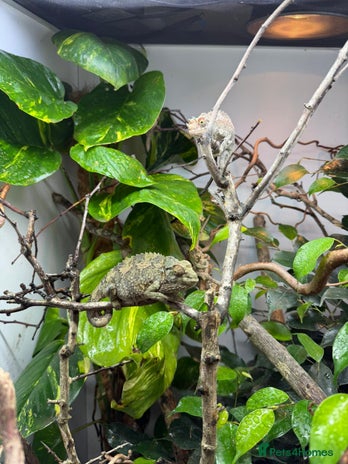 Chameleon reptiles in Plymouth - Advert 1