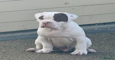 Olde English Bulldogge dogs - Advert 13