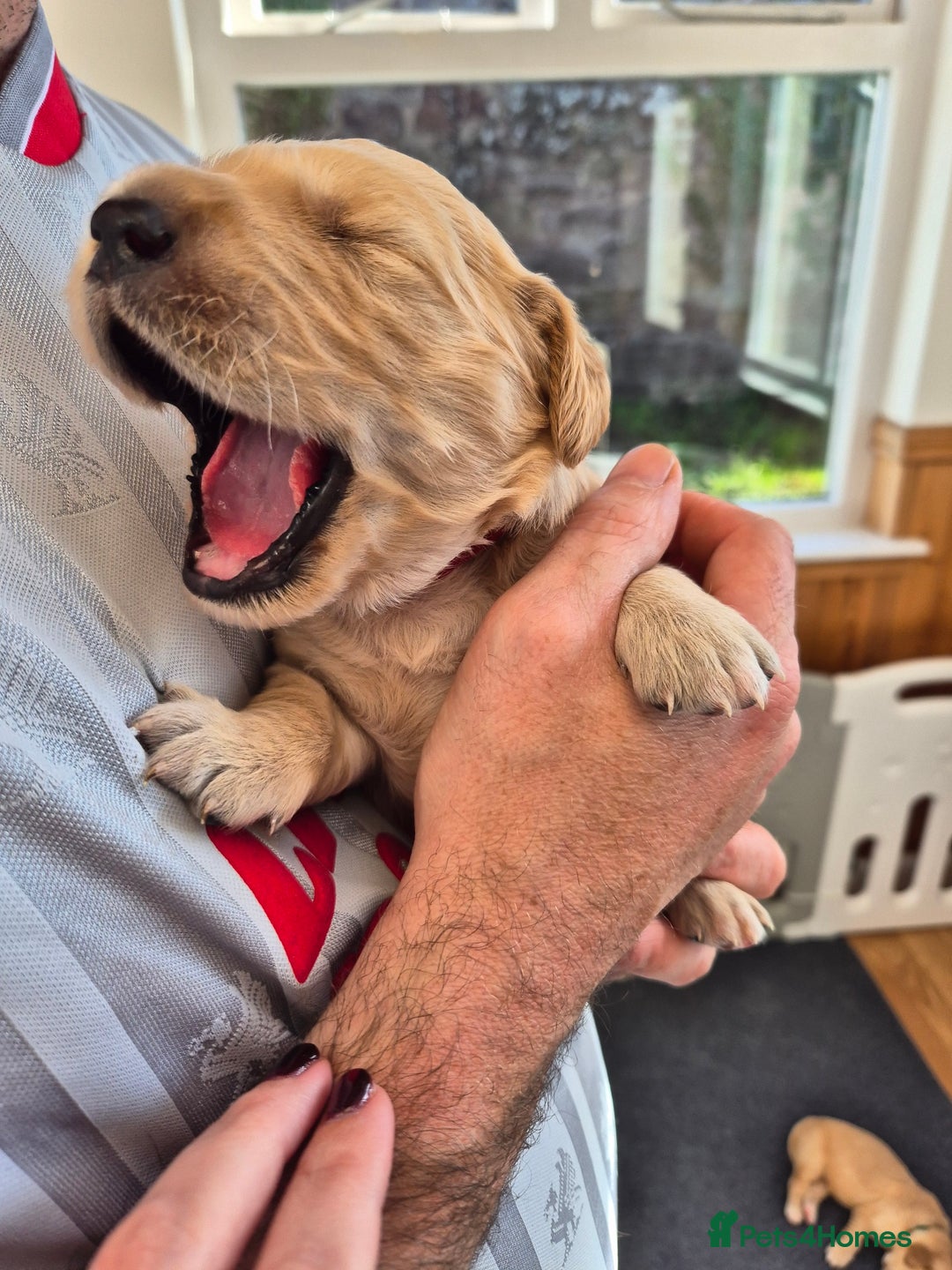 Golden Retriever dogs for sale: KC Golden Retriever Puppies - Image 3