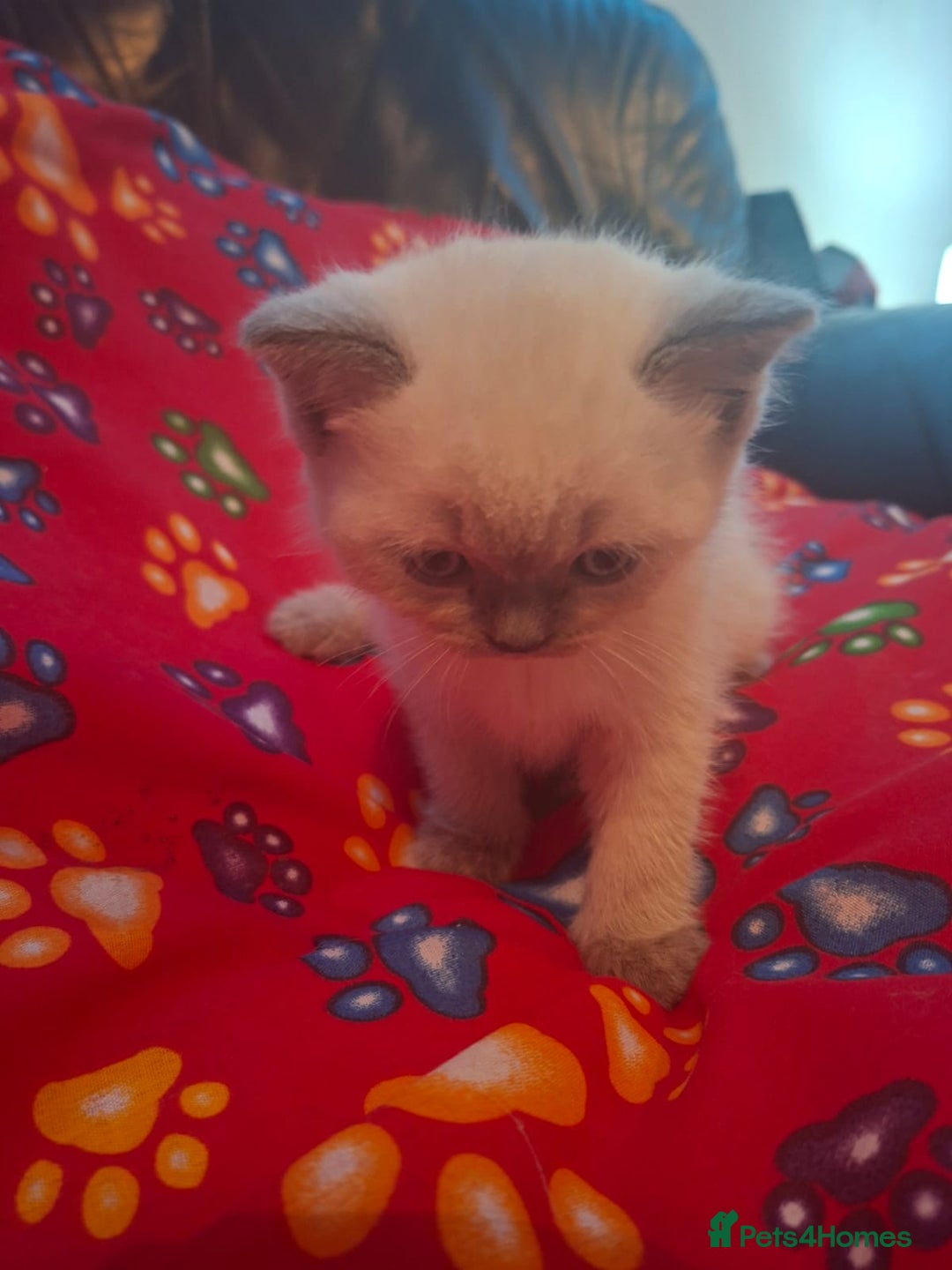 British Shorthair cats for sale: Beautiful short hair and long hair British kittens - Advert 10