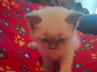 British Shorthair cats Beautiful short hair and long hair British kittens - Advert 2