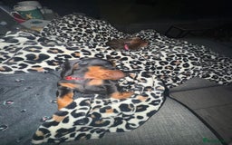 Miniature Dachshund dogs for sale: Miniature daschund Ready now - Image 13