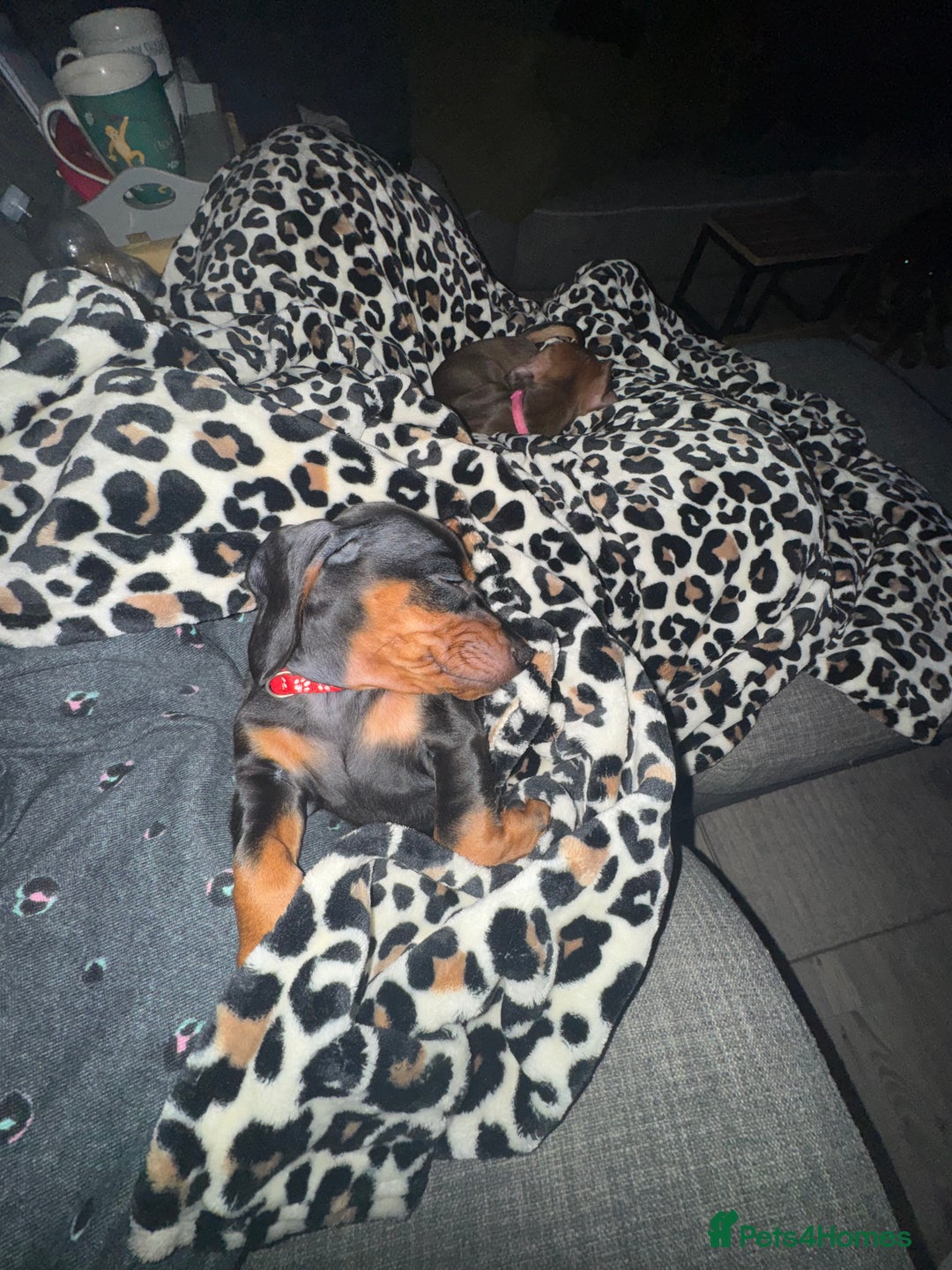 Miniature Dachshund dogs for sale: Miniature daschund Ready now - Image 13