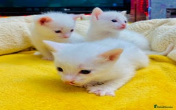 Ragdoll cats for sale: l Ragdol Kiten - Image 15