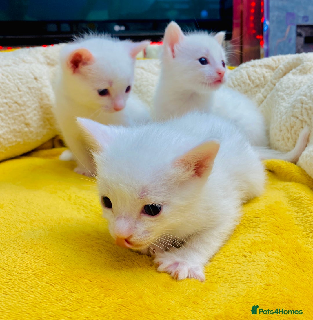 Ragdoll cats for sale: l Ragdol Kiten - Image 15