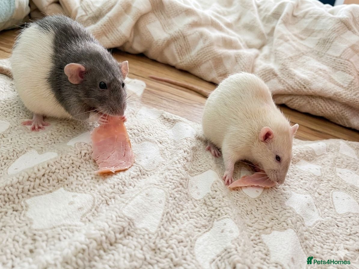 Rat rodents 2 female rats 🐀  - Advert 3