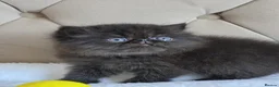 Persian cats for sale: Persian Kittens - Advert 26