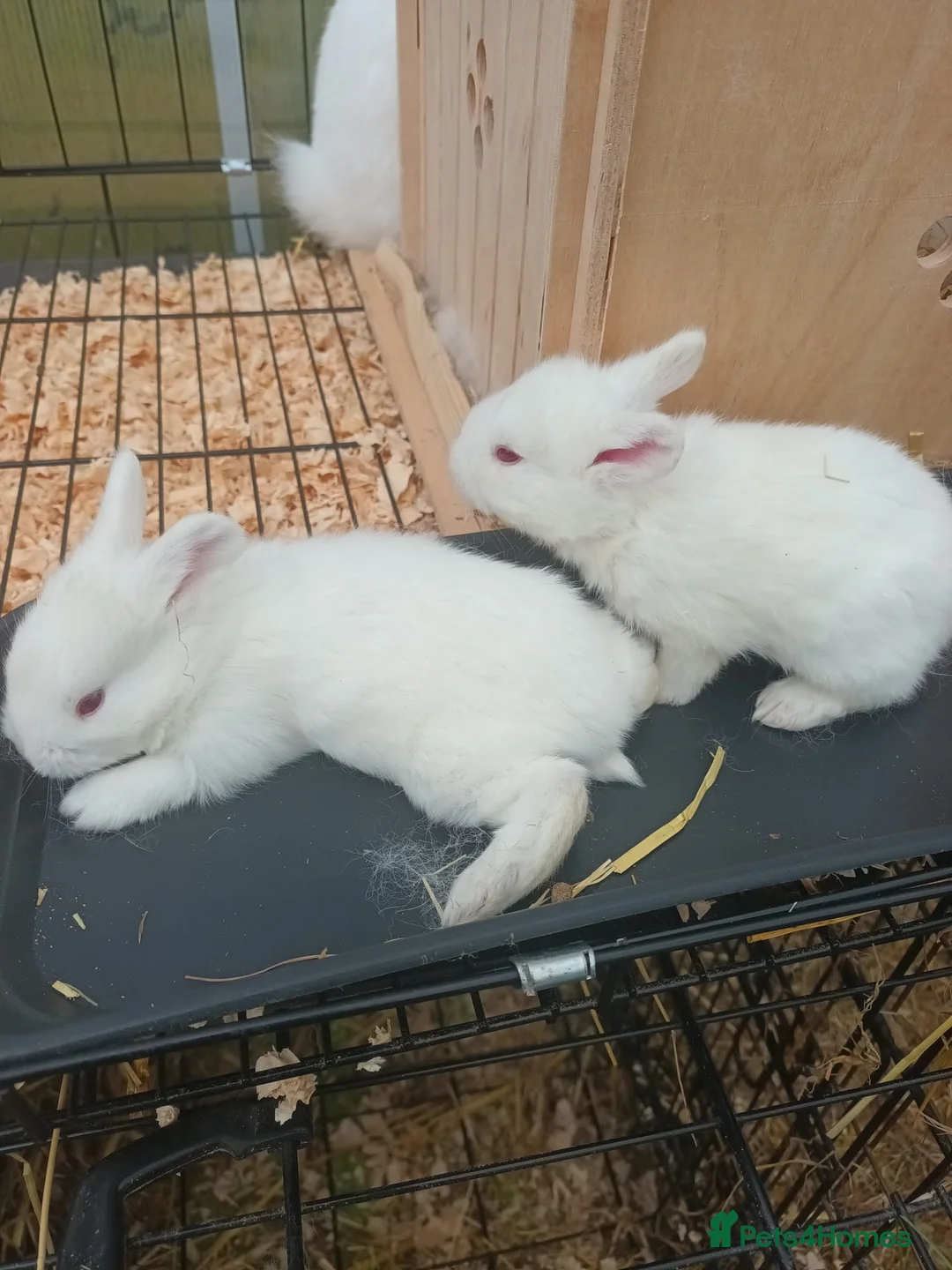 New Zealand rabbits for sale: 2 new zealand white kits  in Newbury - Advert 6