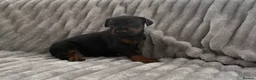 Dobermann dogs for sale: Exceptional Pedigree Doberman pups for sale  - Advert 7