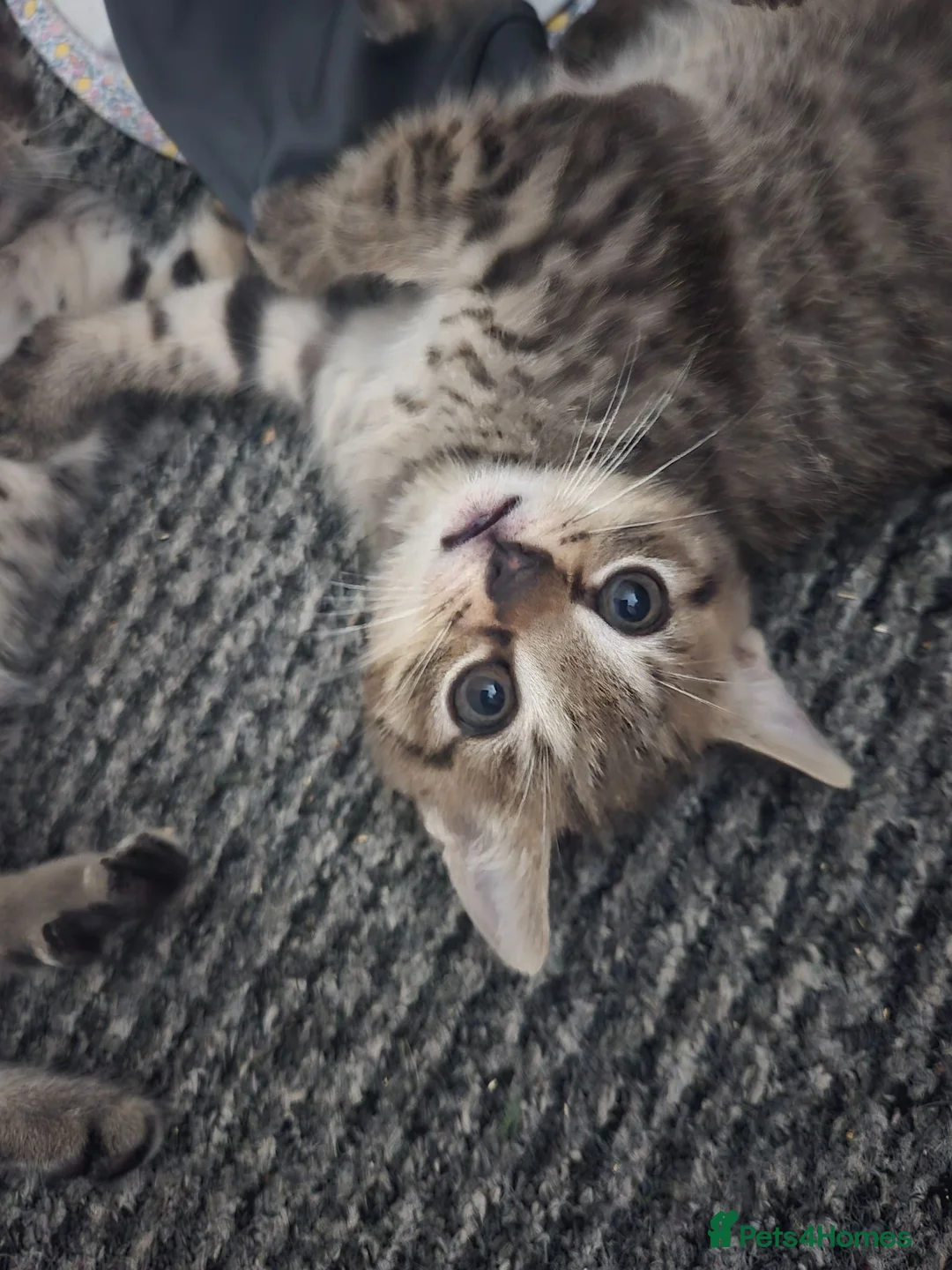 Mixed Breed cats for sale: 1 beautiful boy kitten  - Advert 2
