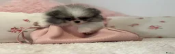 Pomeranian dogs for sale: KC registered Pomeranian Puppies for sale  - Advert 5