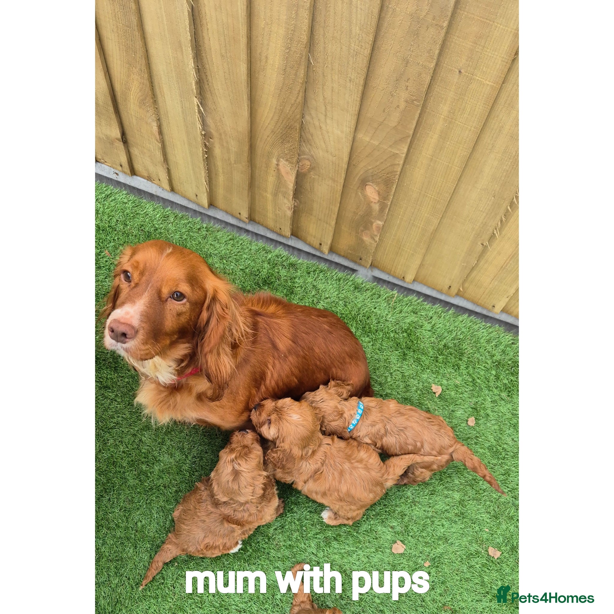 Cockapoo dogs Cockerpoo puppies  - Advert 1