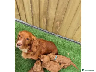 Cockapoo dogs Cockerpoo puppies - Advert 1