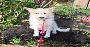 Mixed Breed dogs - Advert 13