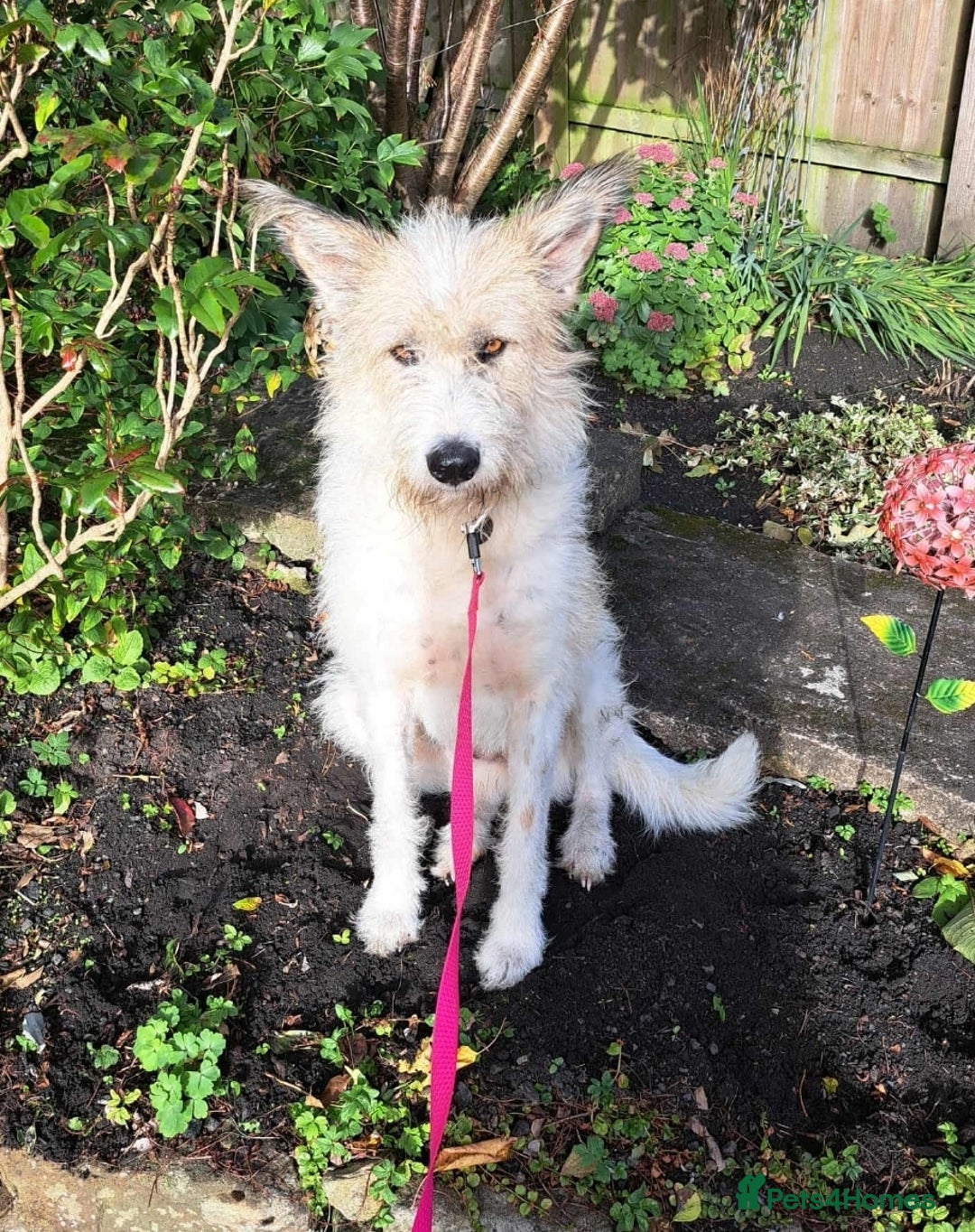 Mixed Breed dogs for adoption: MISHA  - Image 2