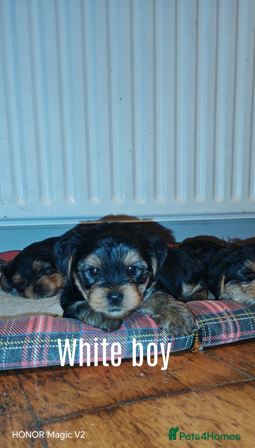 Yorkshire Terrier dogs for sale: Yorkshire Terrier Puppies  - Image 3