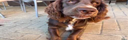 Mixed Breed dogs for sale: Maggie clumber cross sprocker spaniel - Advert 5