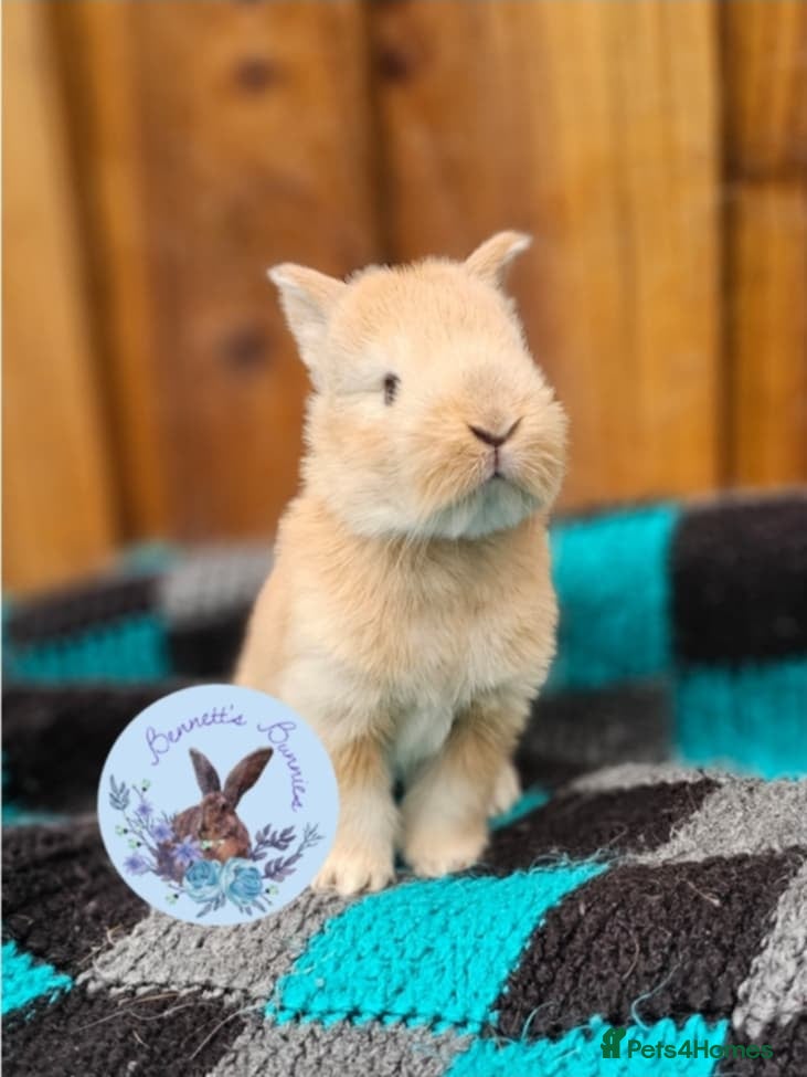 Continental Giant rabbits Continental Giant's - Advert 4