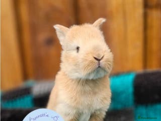 Continental Giant rabbits Continental Giant's - Advert 4