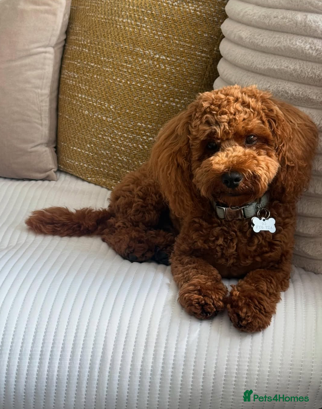 Cavapoo dogs for sale: Cavapoo Litter - Pending Litter Due Late Jan 2026 - Advert 6