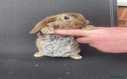 French Lop rabbits for sale: Baby lops  - Image 25
