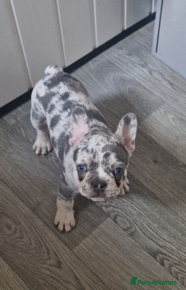 French Bulldog dogs French bulldog puppies looking for home - Advert 16