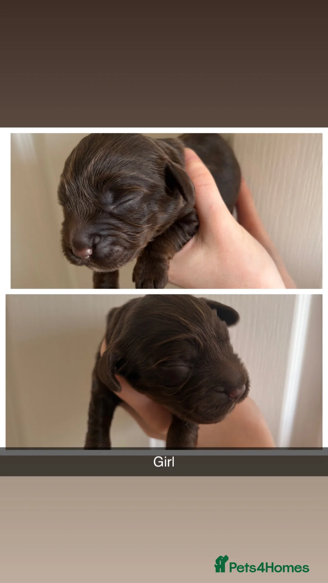 Sprocker dogs for sale: Sprockers for sale  in Doncaster - Advert 14