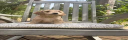 Cockapoo dogs for sale: Beautiful Litter of F1 Cockapoo Puppies - Advert 5