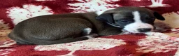 Mixed Breed dogs for sale: 3/4 Italian Greyhound puppies in Horsham - Advert 4