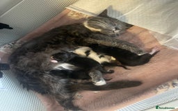 Mixed Breed cats for sale: 4 fluffy Russian blue mix kittens  - Image 13