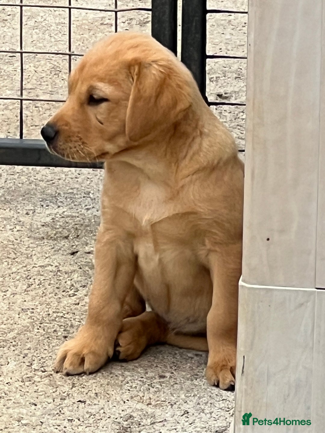 Labrador Retriever dogs for sale: KC registered Labrador puppies. in Plymouth - Image 3