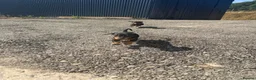 Mixed Breed dogs for sale: Dachshund X border collie - Advert 3