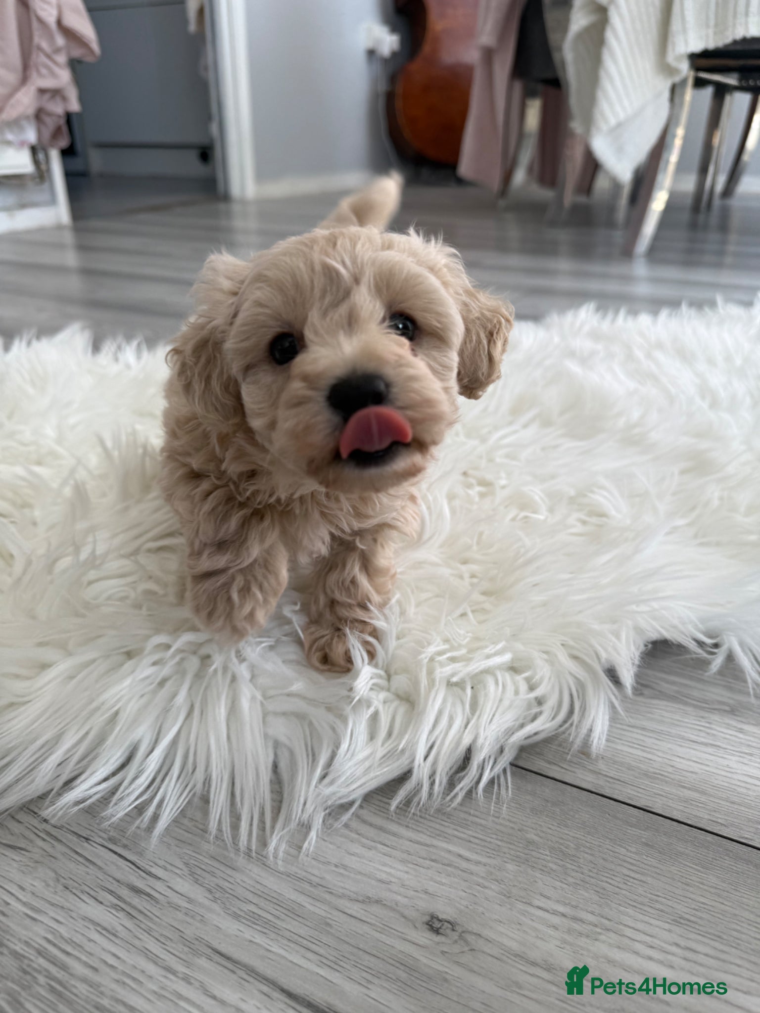 Maltipoo dogs One Gorgeous Teddy Bear puppy  - Advert 1
