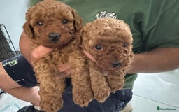 Toy Poodle dogs for sale: Dark red extra Tiny toy poodle puppies KC register - Image 1