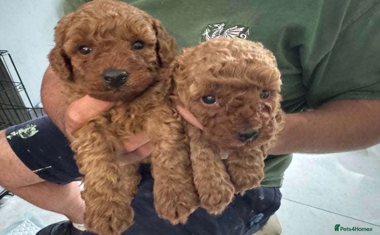 Toy Poodle dogs - Advert 3