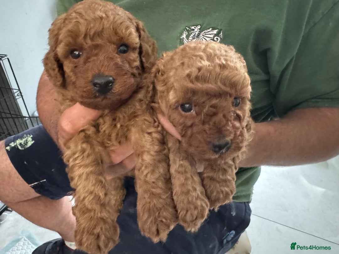 Toy Poodle dogs for sale: Dark red extra Tiny toy poodle puppies KC register - Image 1