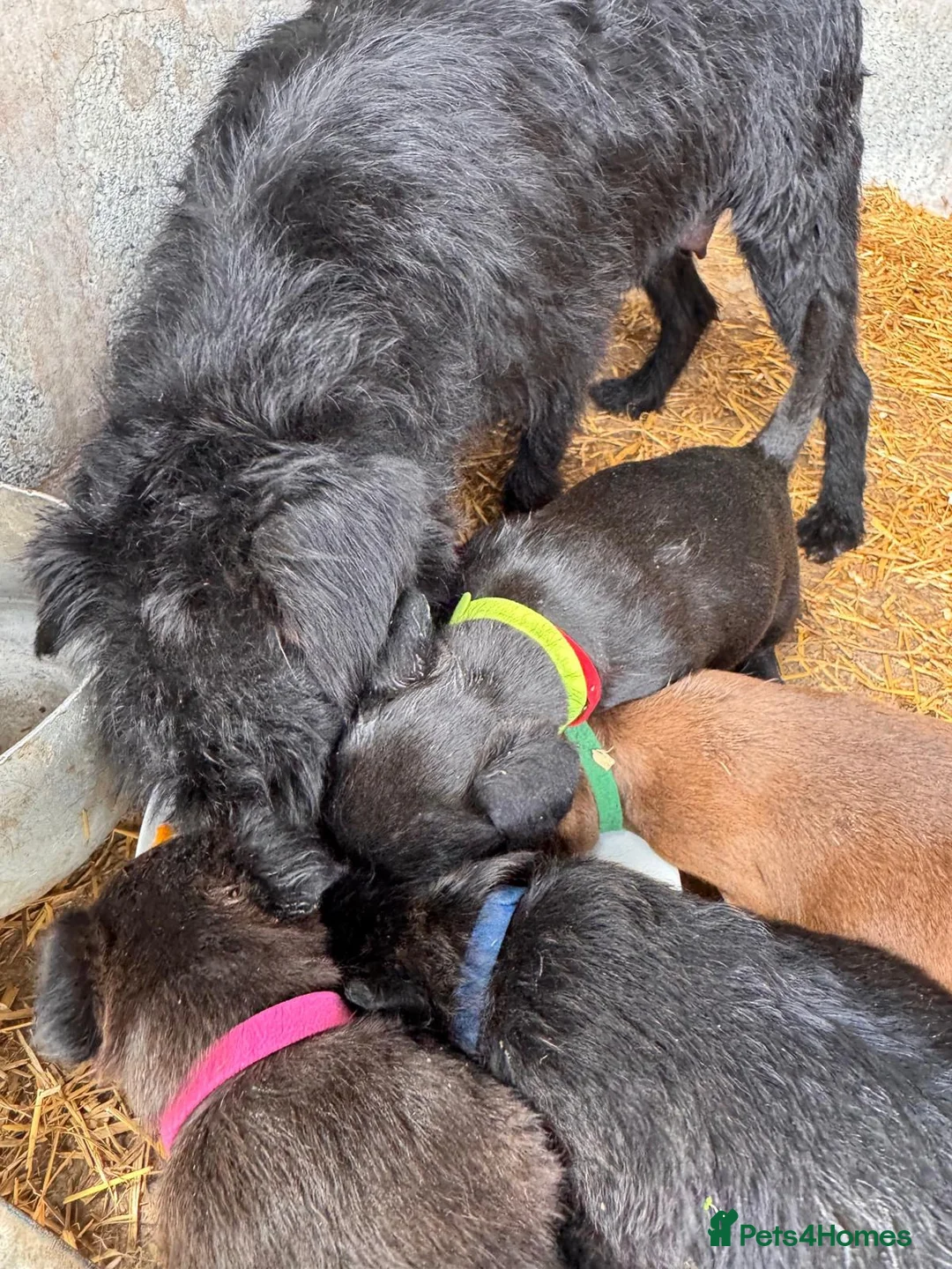 Patterdale Terrier dogs for sale: Full Patterdale  - Advert 2