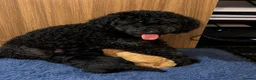 Toy Poodle dogs for sale: Toy Poodle Puppies - Ready Early June | DNA Clear  - Advert 15