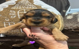 Cockalier dogs for sale: Adorable cockalier puppies 💙🩵💜❤️🩷 - Advert 15