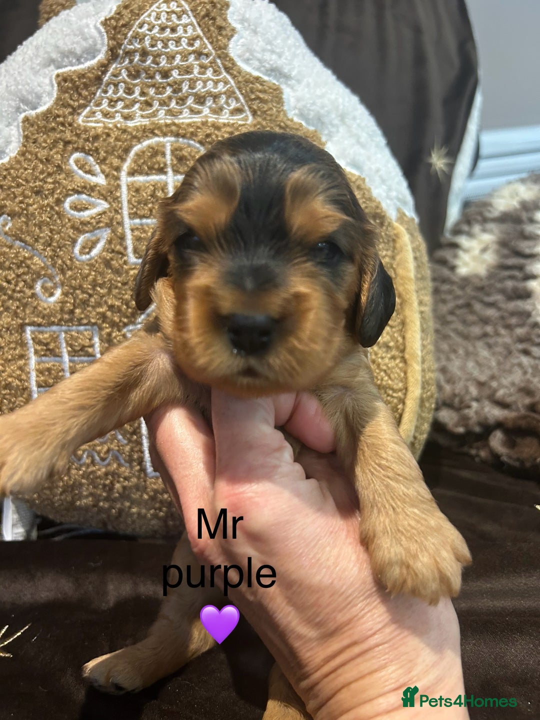 Cockalier dogs for sale: Adorable cockalier puppies 💙🩵💜❤️🩷 - Advert 15