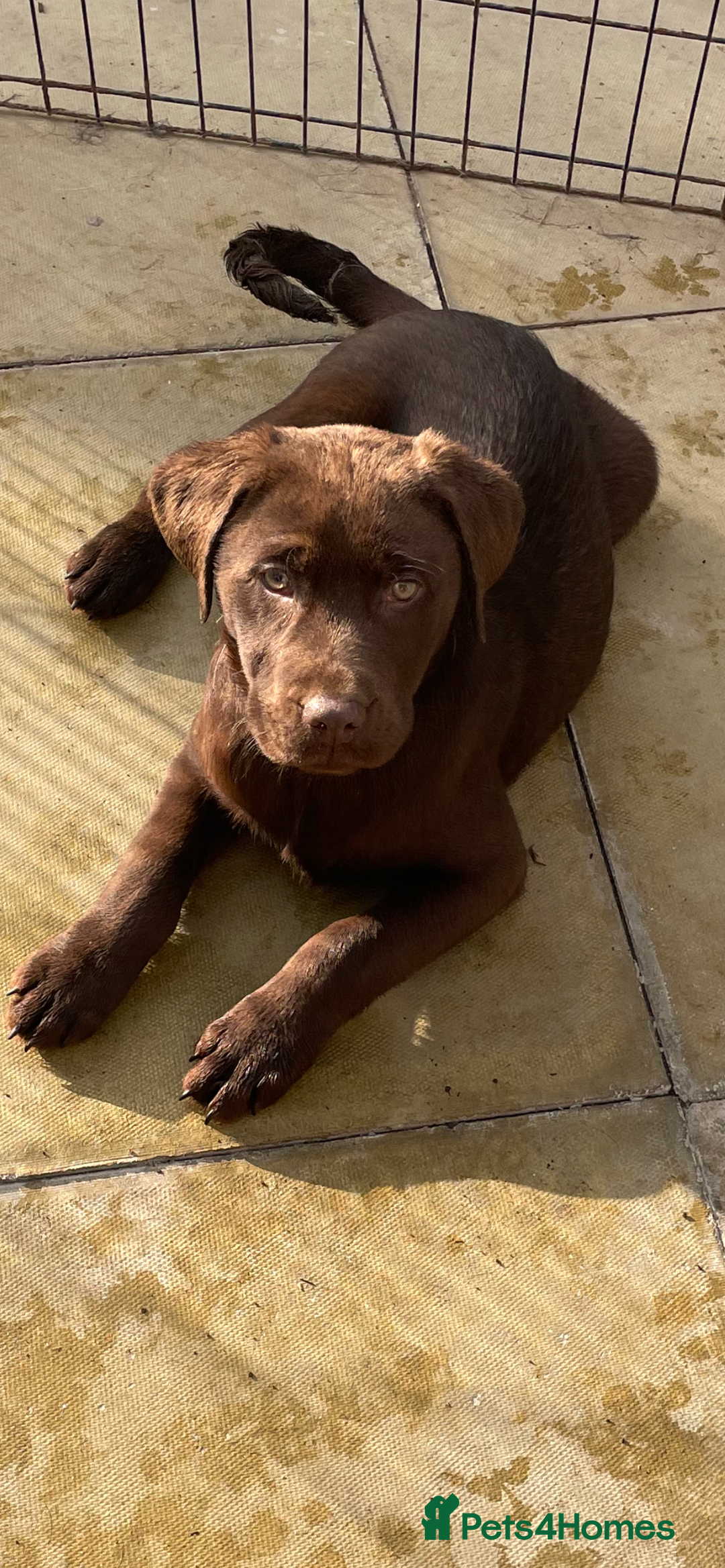 Labrador Retriever dogs for sale: Stunning chocolate lab  - Advert 5