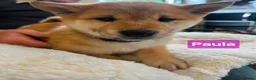 Japanese Shiba Inu dogs for sale: Stunning little Shibas - Advert 12
