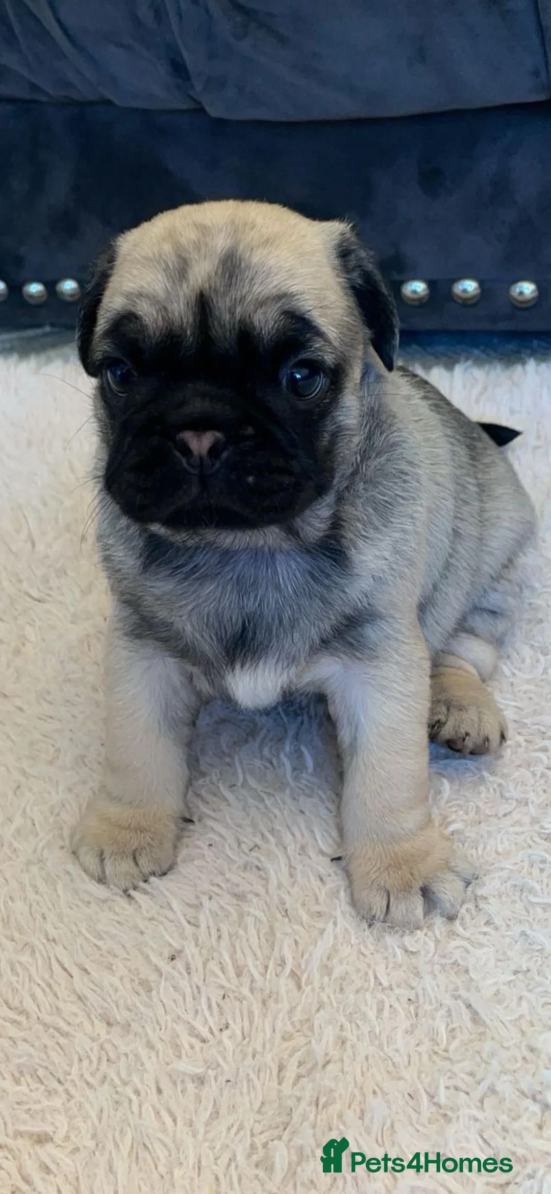 Pug dogs for sale: Gorgeous Platinum Pug puppy - Advert 4