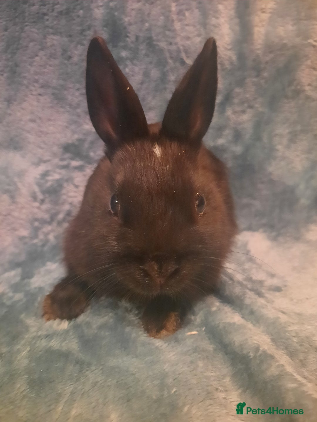 Netherland Dwarf rabbits for sale: Six Litters Of Netherland Dwarf Babies - Advert 4