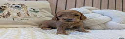 Cavapoo dogs for sale: BEAUTIFUL F1B CAVAPOO PUPPIES  - Advert 35