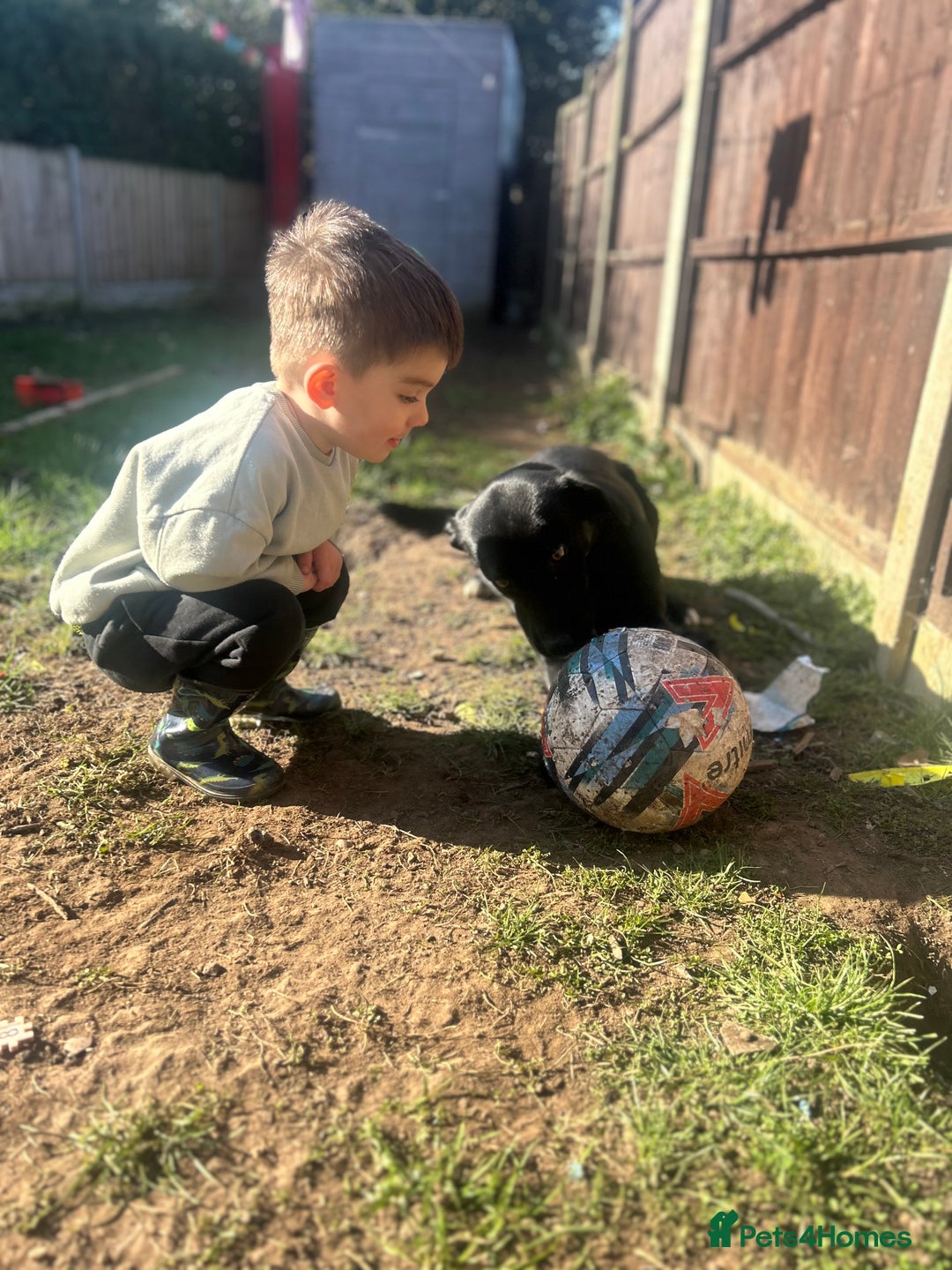 Borador dogs for sale: Barney  - Advert 5