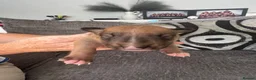 English Bull Terrier dogs for sale: Kc English bull terrier puppies  in Tredegar - Advert 8